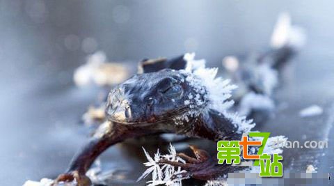 19岁女子全身被冻僵像冷冻肉 谁知竟奇迹复活