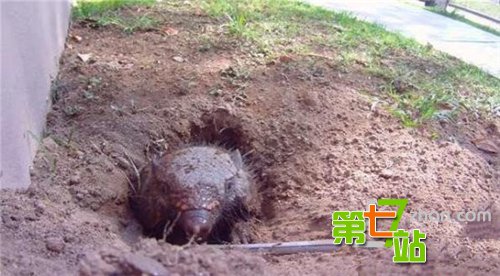 女子只是在河边喂鱼 下一幕让人吓尿