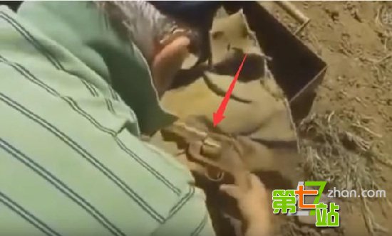 老人种树挖到一铁箱子 打开后瞬间懵了
