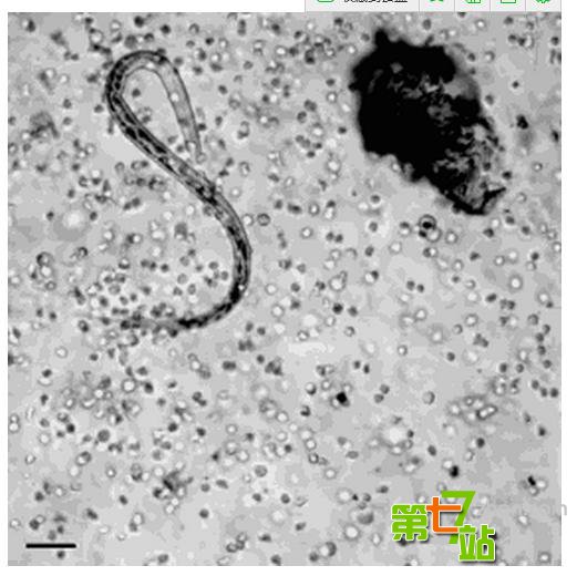 距地球最近类地行星在哪？仅39光年环境像金星