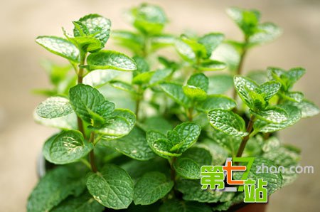 这六种常见植物别放在室内：全家人会短命