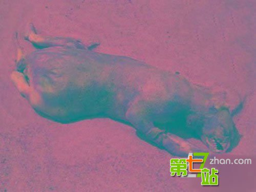 地球很危险！至今为止发现的十大诡异生物