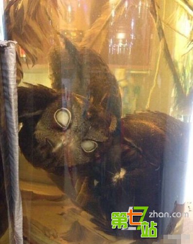 猫头鹰泡酒被传治风湿头痛 专家称毫无根据