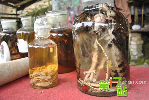 猫头鹰泡酒被传治风湿头痛 专家称毫无根据