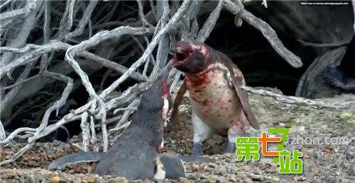 企鹅发现“妻子”出轨：与“小三”互撕战况惨烈