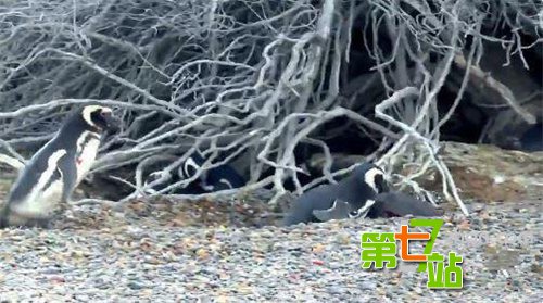 企鹅发现“妻子”出轨：与“小三”互撕战况惨烈