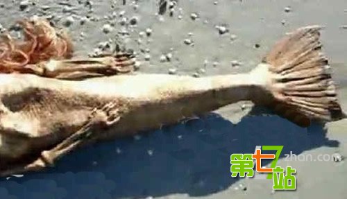 海滩惊现美人鱼尸体：面目狰狞吓坏当地人
