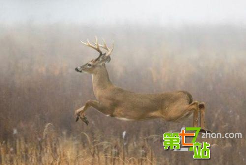 与恐龙共存近七千万年？自然界十大活化石