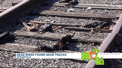 凶兆？美国数百只乌鸦沿铁路“列队”死亡