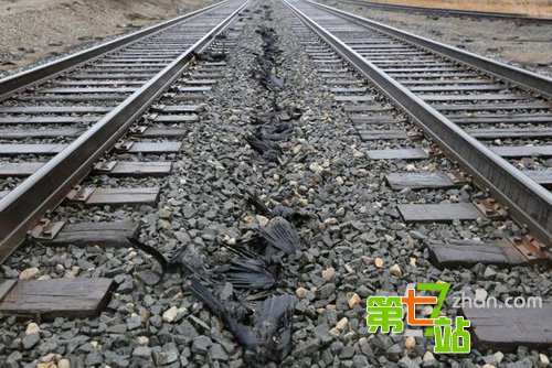 凶兆？美国数百只乌鸦沿铁路“列队”死亡