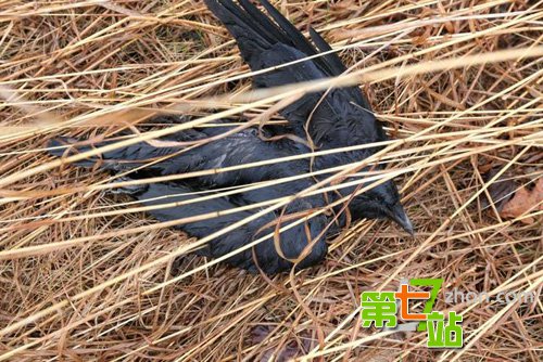 凶兆？美国数百只乌鸦沿铁路“列队”死亡