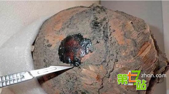 智利千年木乃伊腐烂 化成酸水和烂泥场面恶心