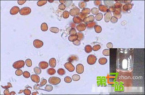 印度天降红雨 疯传的“外星生物说”成焦点