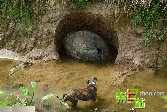男子旅途中发现一枚恐龙蛋 真相太骇人