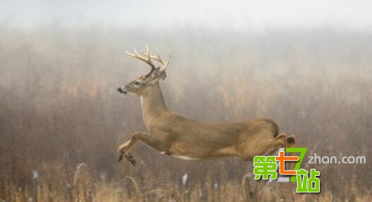 生存至今的远古生物 它竟比恐龙还古老