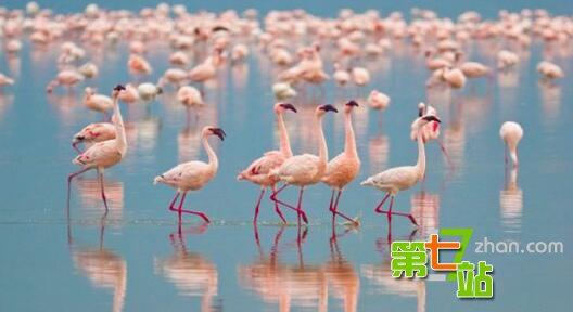 生存至今的远古生物 它竟比恐龙还古老