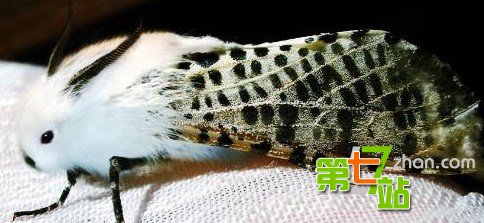 可怕的变异现象：怪胎转基因现象