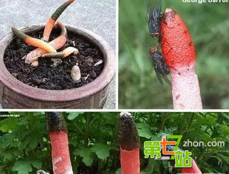 地球上最诡异植物 吓死人不偿命