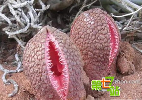 地球上最诡异植物 吓死人不偿命