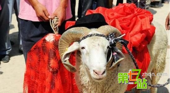 全球10大跨越物种的人兽婚礼！