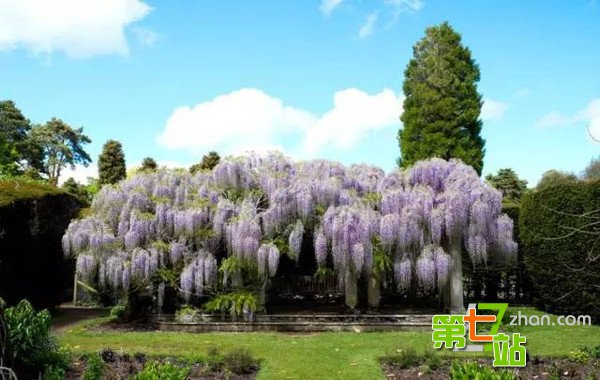 爱花成痴的英国老人花了25年打造梦境花园