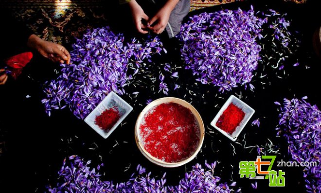 实拍：比黄金还值钱，从古波斯传入的神秘藏红花到底是什么(4)