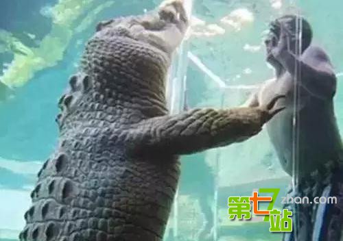 全球最危险的旅行体验项目 你敢挑战吗？