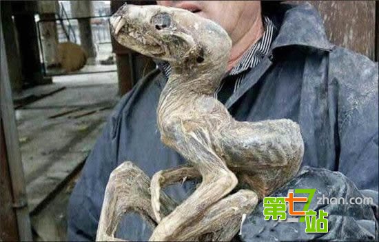西伯利亚挖出2亿年前“木乃伊”长得像外星生物