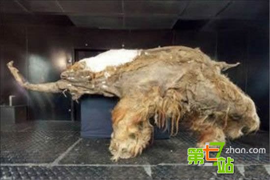 西伯利亚挖出2亿年前“木乃伊”长得像外星生物