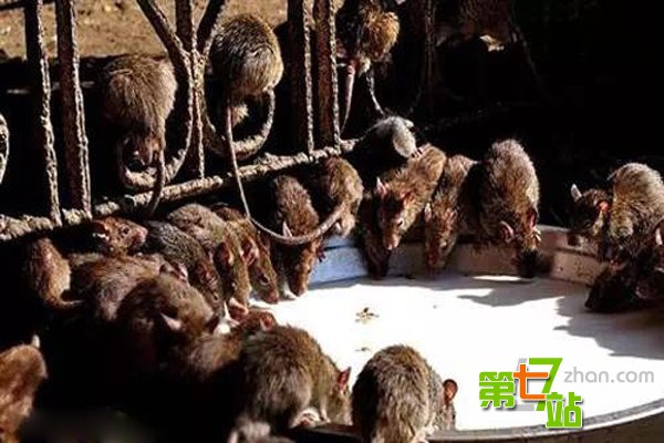 胆小者慎入！全球最令人反胃的旅游景点