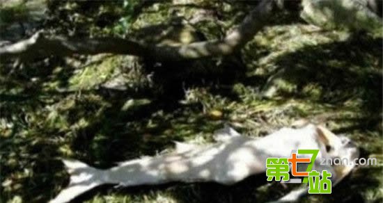 世界十大凶猛的淡水鱼：这是要吃人的节奏